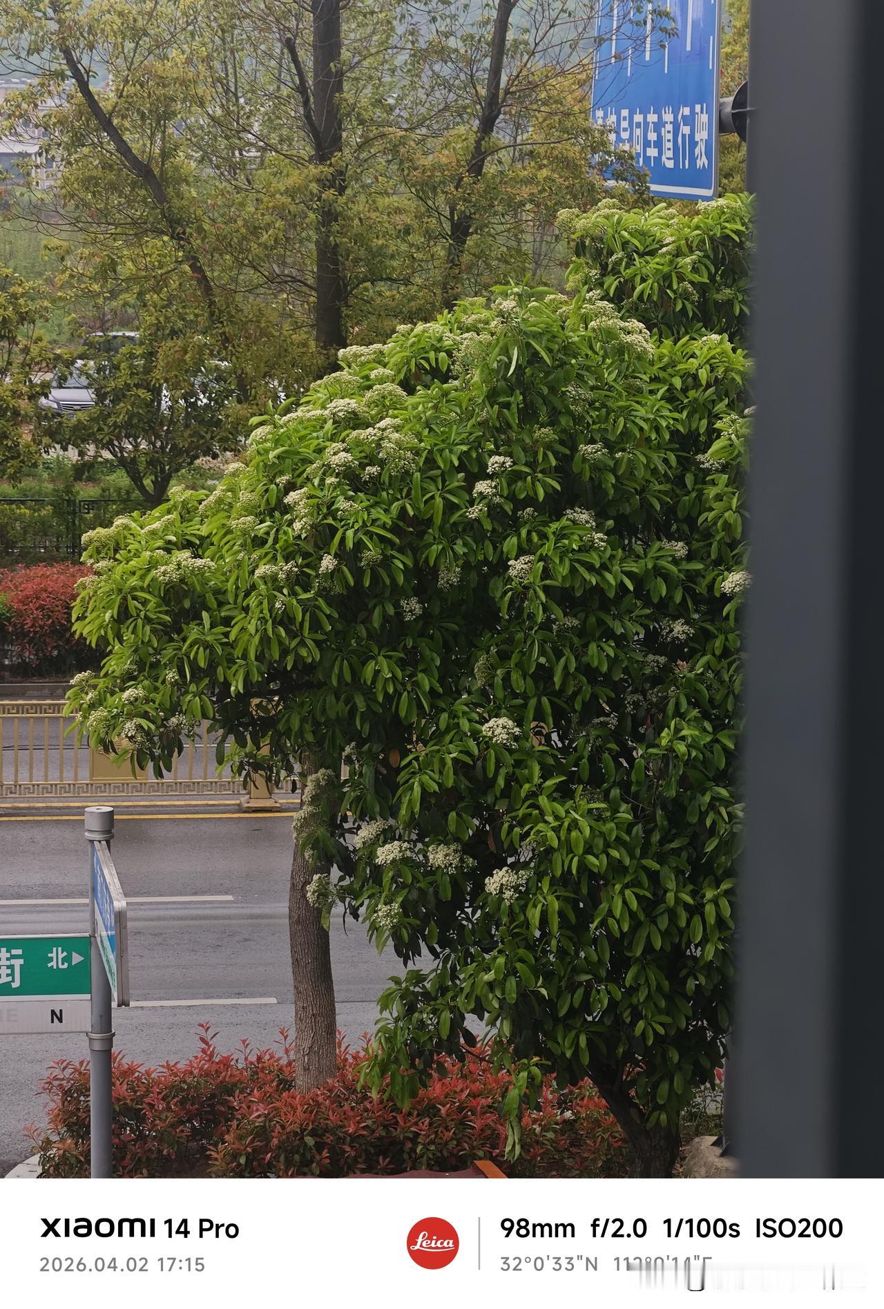 又到了石楠花花开的季节，襄阳街头满是这“又爱又恨”的花。

雪白花团缀满枝头，远