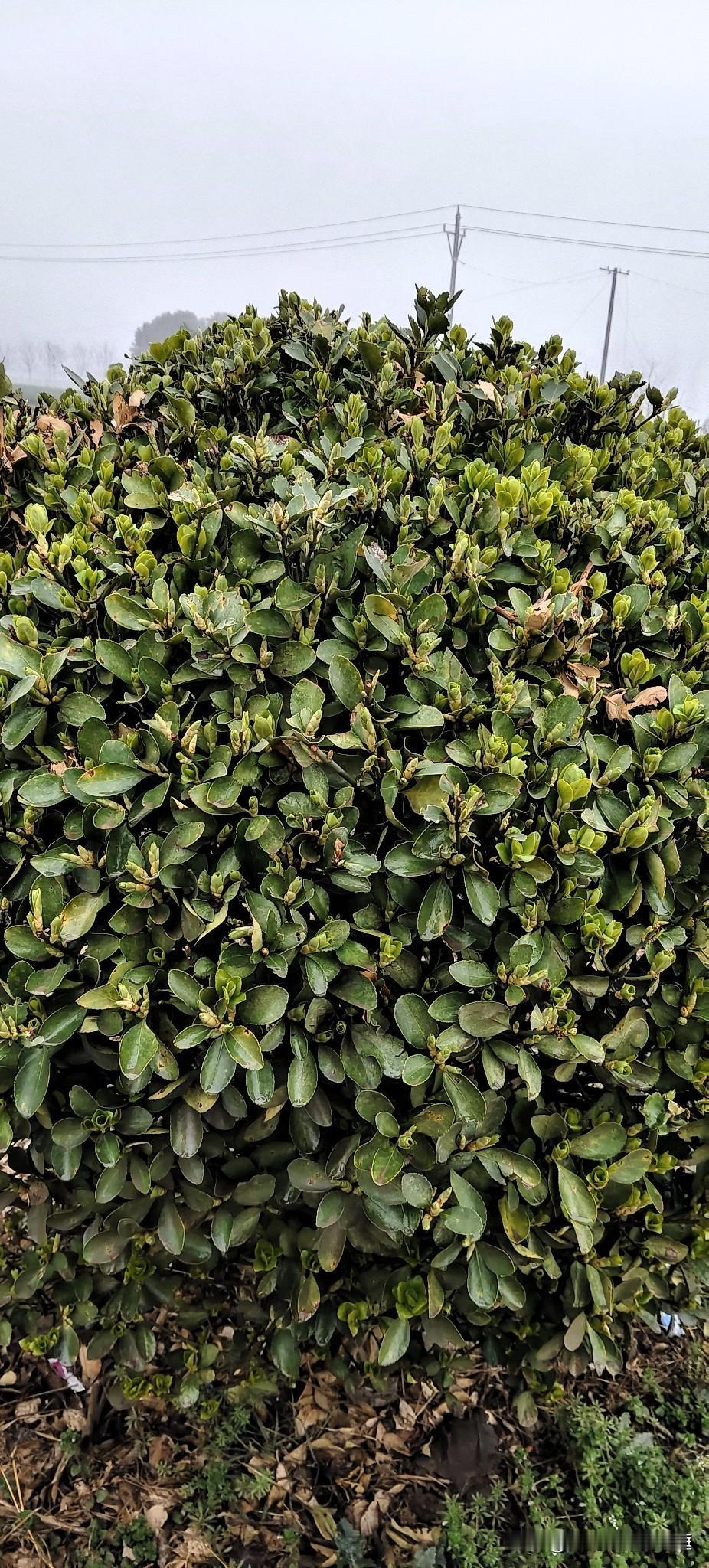 家门口的冬青树
 
这棵冬青树在我家门口站了好多年了，每次路过都忍不住多看两眼。