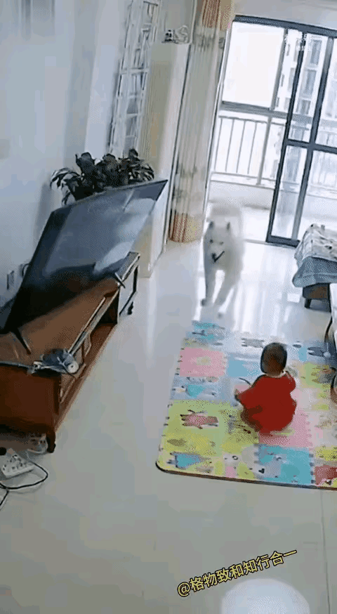 真的被这只狗狗戳到了！未满周岁的宝宝正坐在客厅爬着玩，电视突然就往下倒，那速度快