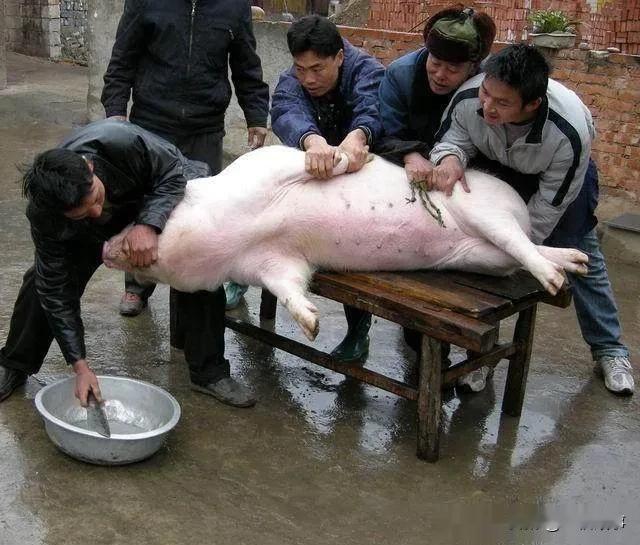 张奇正杀了一辈子猪，赚得盆满钵满，准备收刀享福。没想到杀最后一头猪时，出了一件大