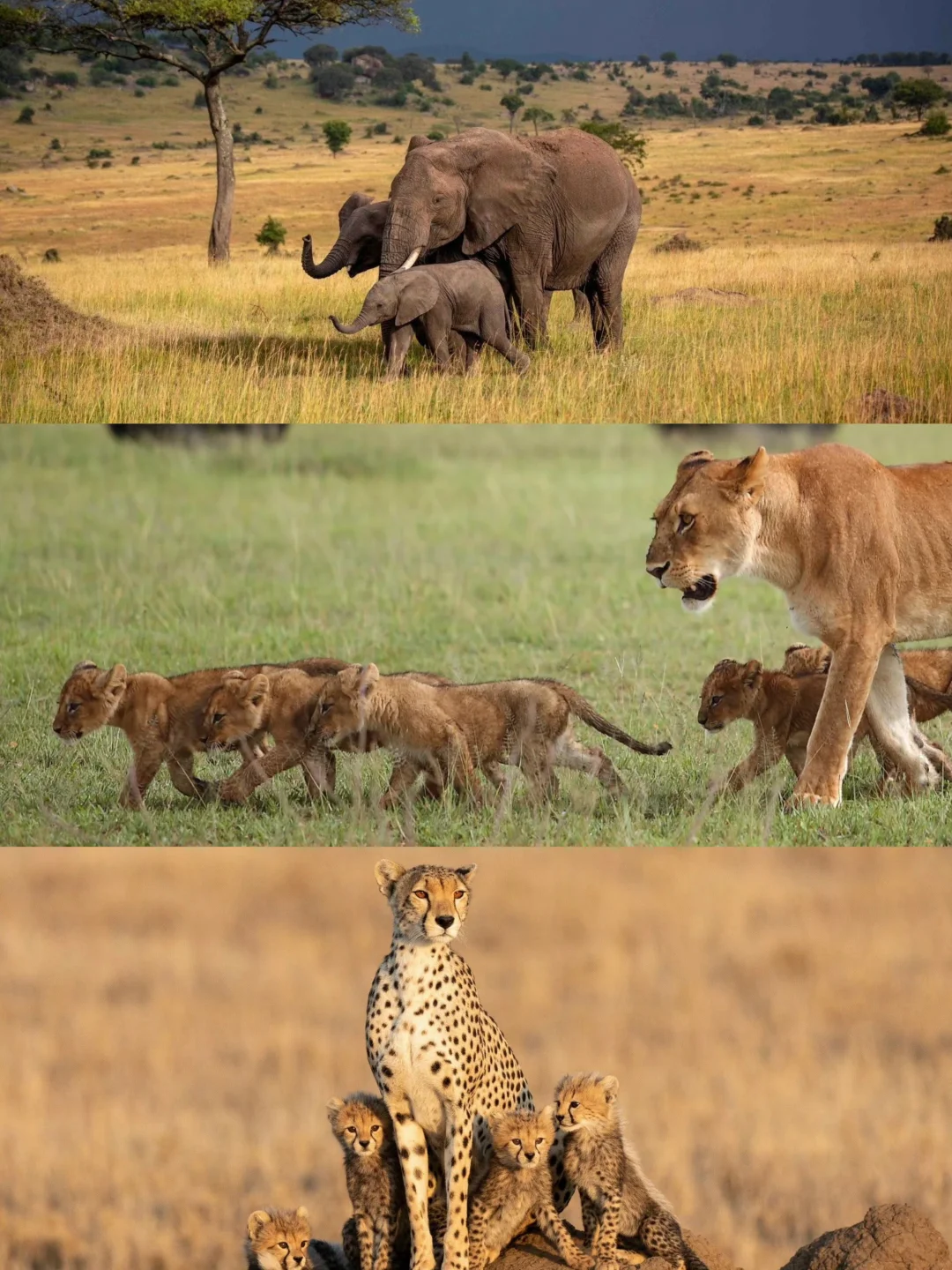 1~3月的坦桑尼亚，花淡季的钱，看双倍生命力