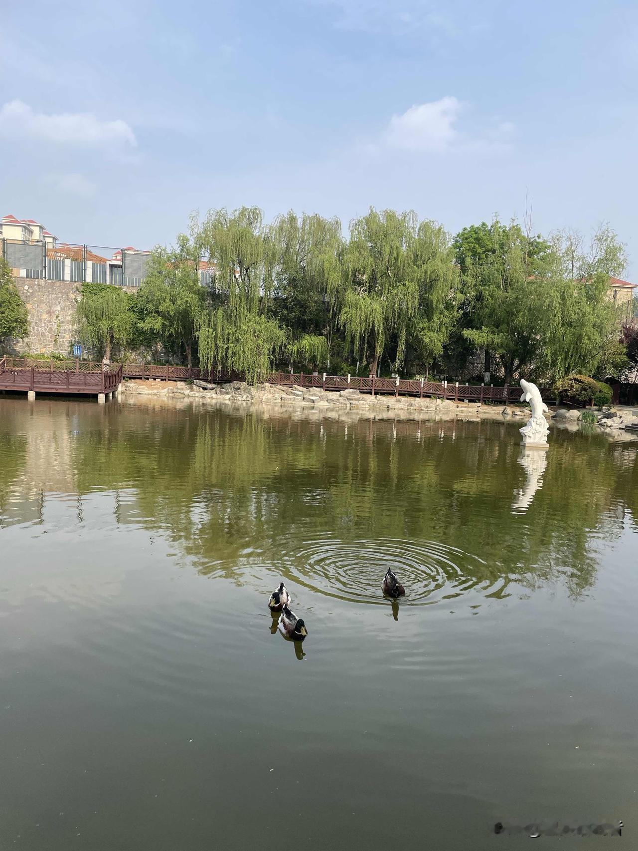 小区池塘里的3只野鸭，藏着成年人最该懂的生活真相

今天路过小区人工湖，被眼前一