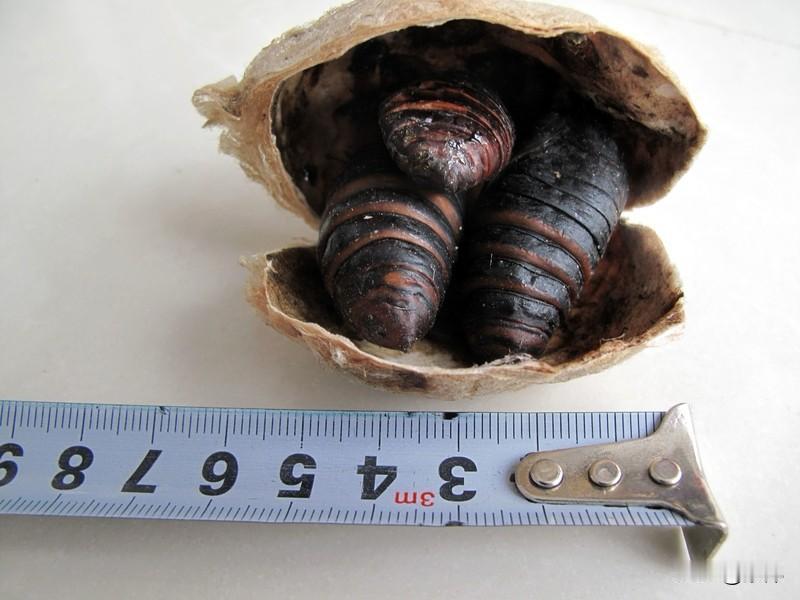 今年我们这蚕蛹得70元一斤啦，价格有点小贵啊。不过蚕蛹可是高蛋白的营养品，好处多