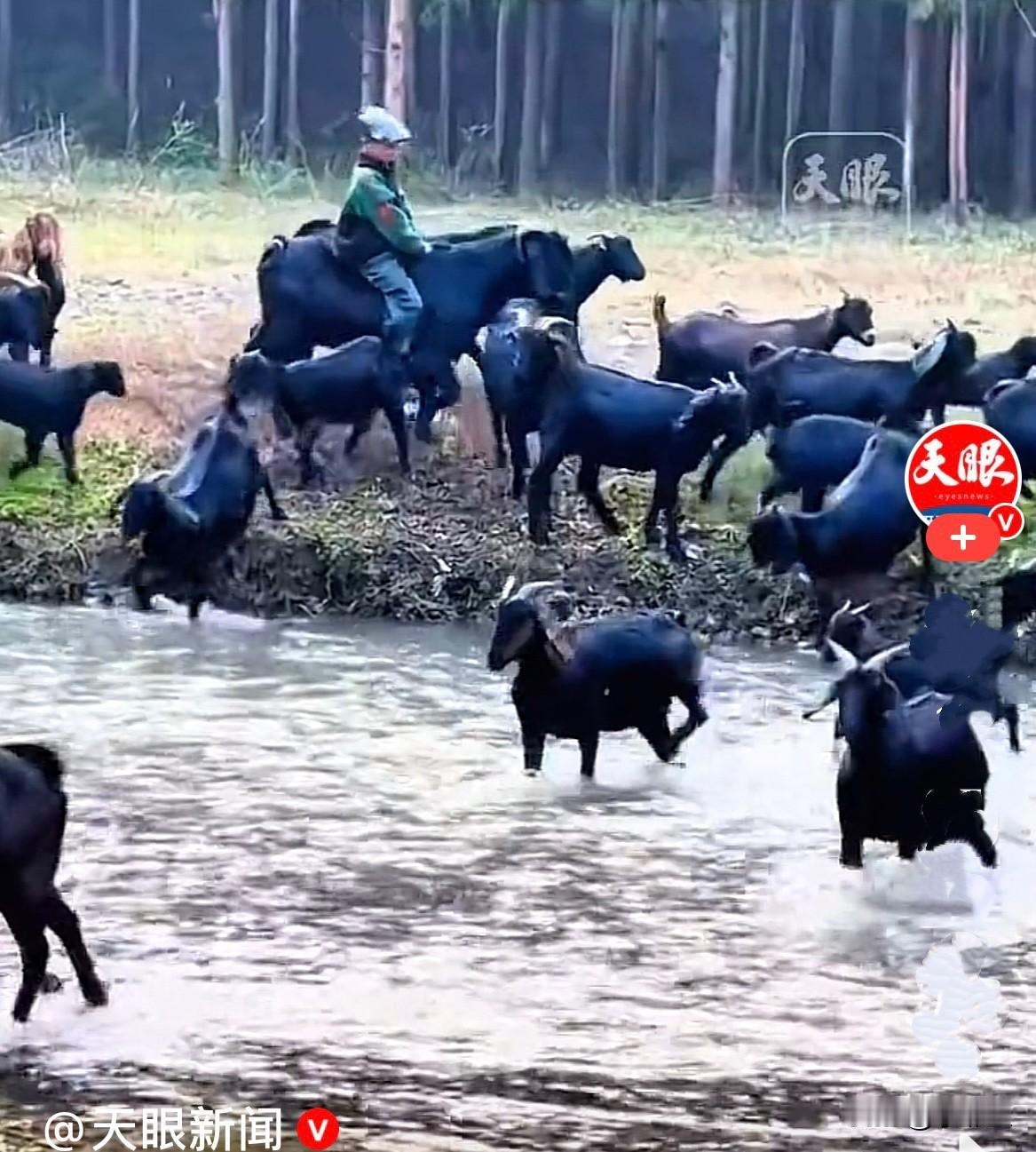 近日，贵州毕节一个9岁的小男孩是一个“羊骑士”，管了80头山羊，放假就帮家里放山