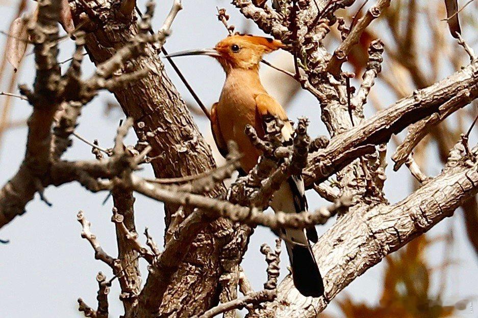 科莫埃国家公园，科特迪瓦的世界自然遗产。科莫埃国家公园是西非最大的自然保护区之一