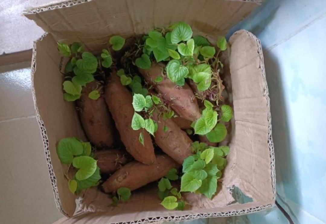 发芽的大地瓜还能吃不？丢掉怪可惜的！ ​​​