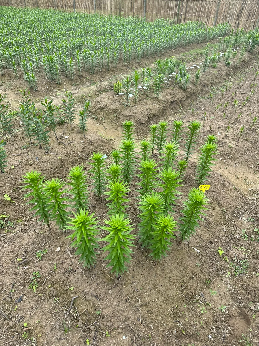 该哭还是该笑，表现最好的是最便宜的圣淘沙