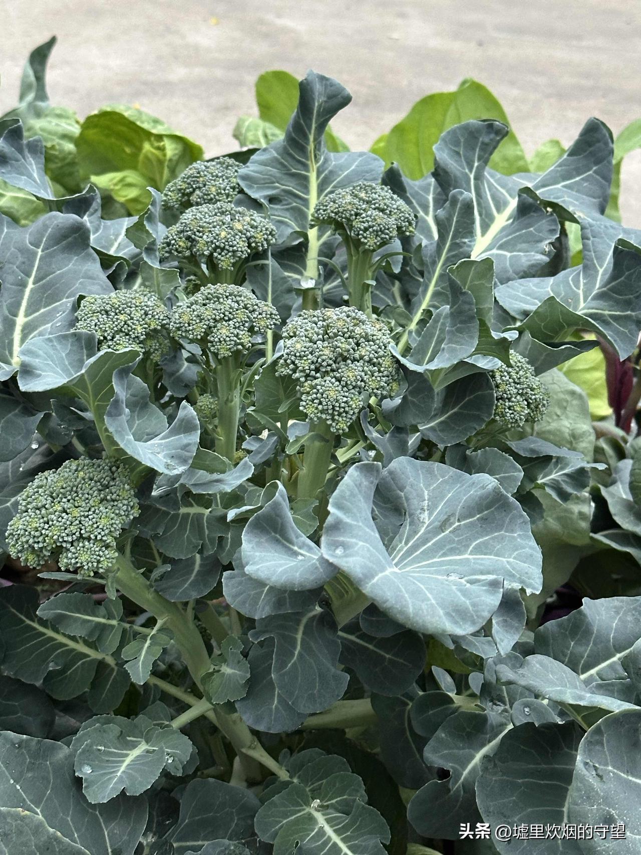 今天刷到了一位条友的告别文章，内容如下：

今天正式停更，挥手向大家告别。也彻底