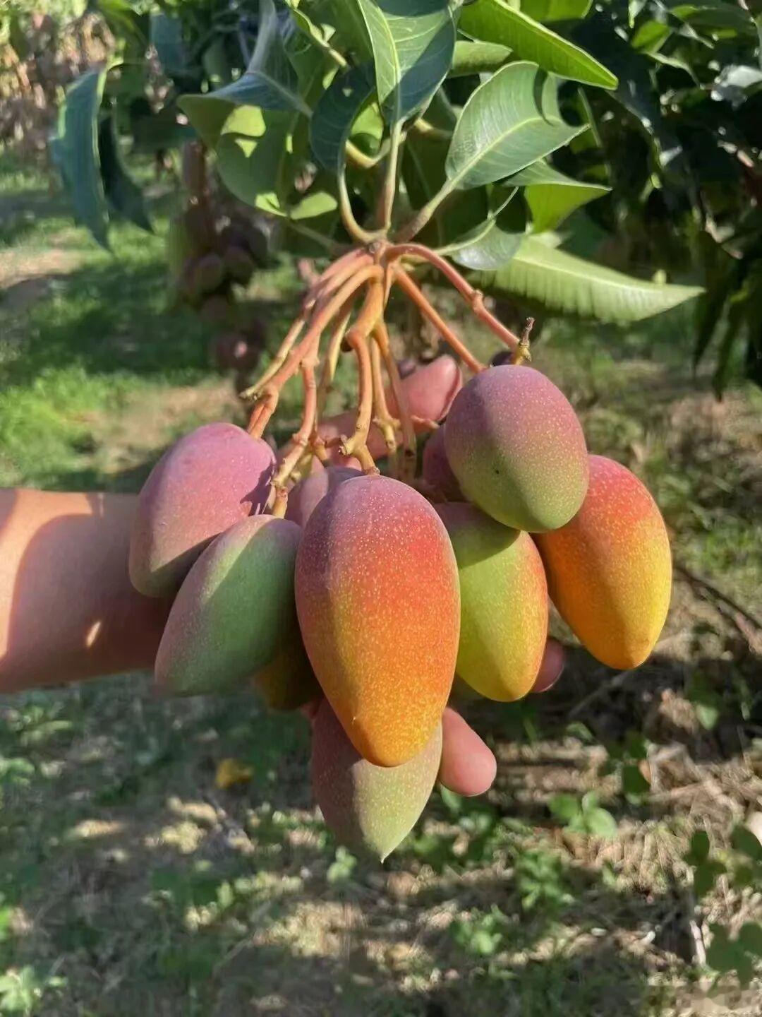 熟了！没有四川人能躲过攀枝花芒果的甜蜜暴击🥭一到夏秋，攀枝花整片山谷都飘着浓郁