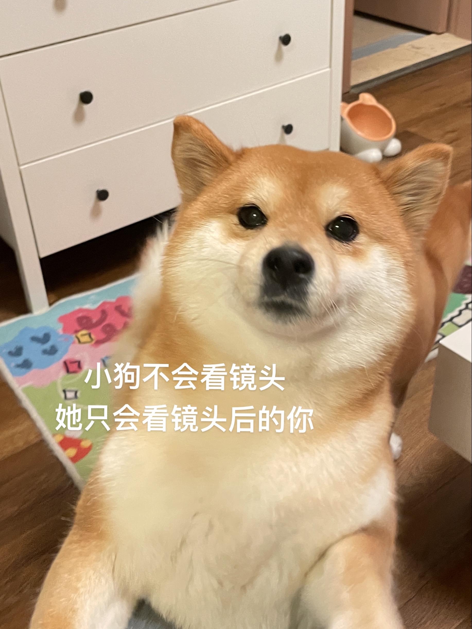 小狗不会看镜头，她只会看镜头后的你