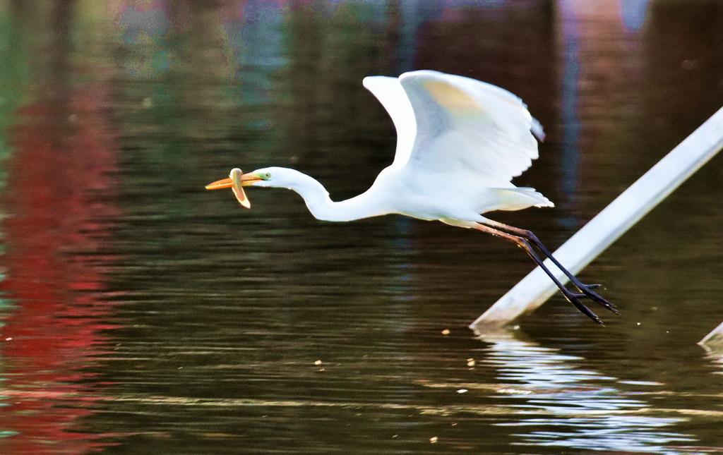 大白鹭抓泥鳅