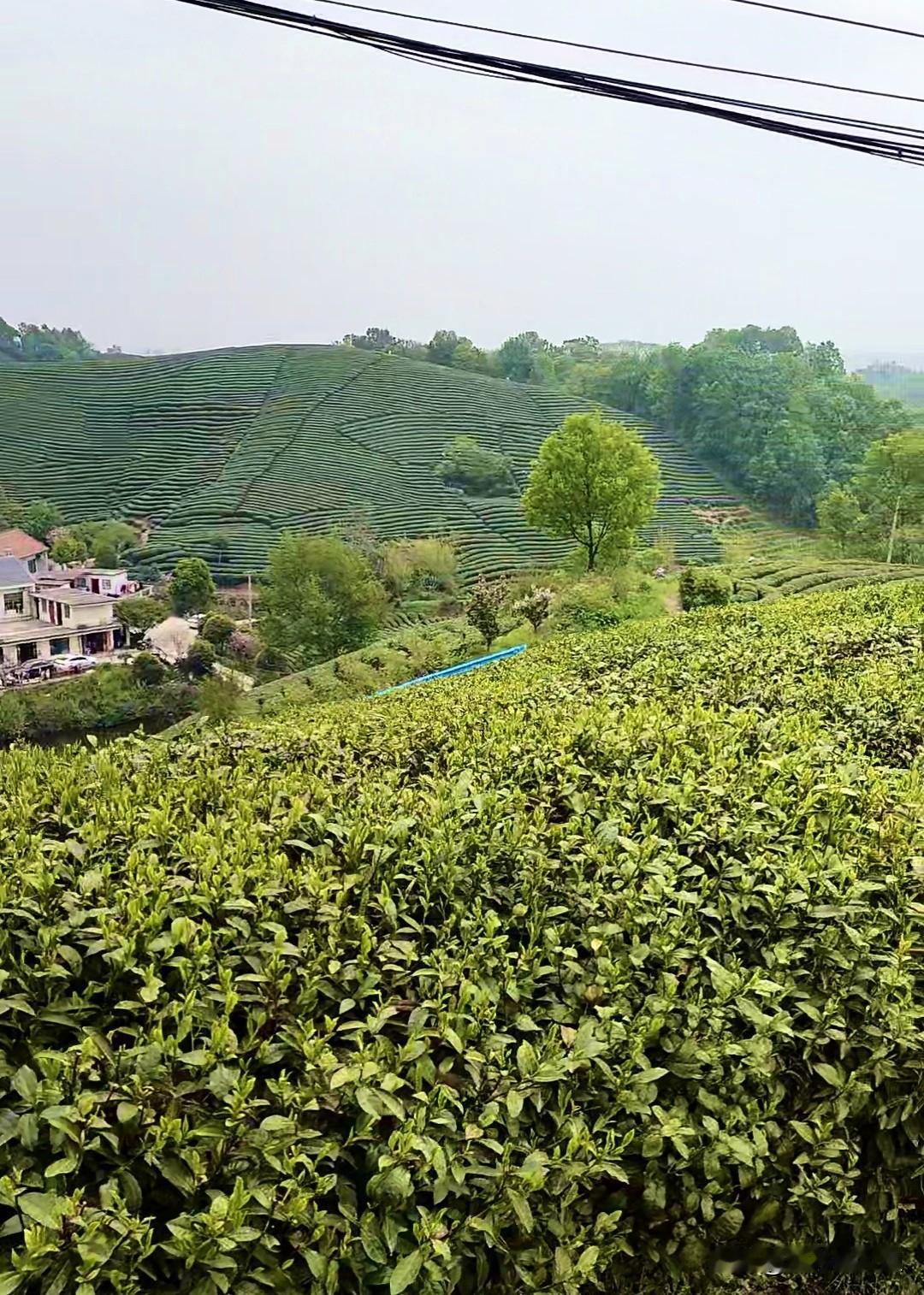 我在山区采摘信阳毛尖的日子里
有位游客问，你们采茶叶，要采到什么时候，采多少天，