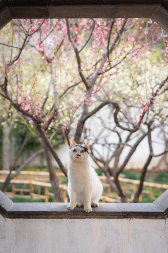 踏雪寻梅猫