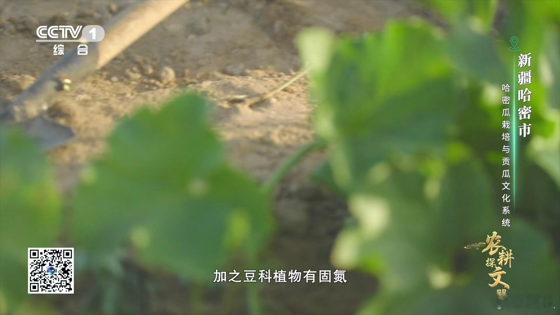 新疆哈密瓜的甜藏玄机！苦豆子埋田发酵，沿用数百年，既养土壤又防病虫害～ 