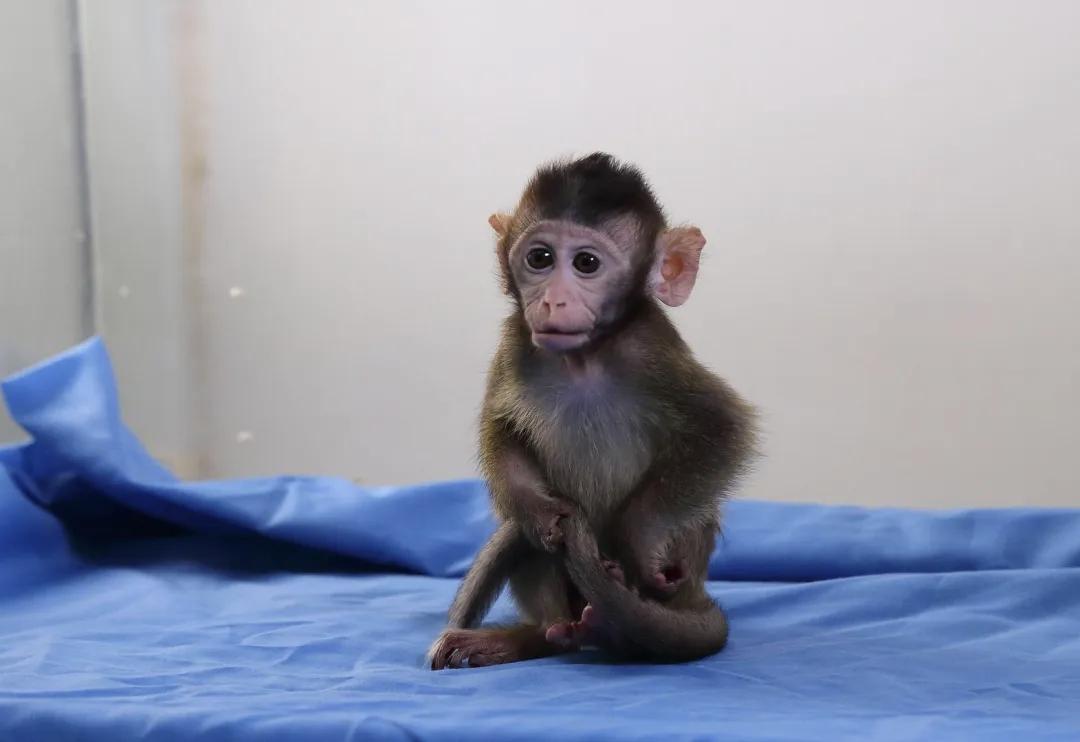 实验猴价格大幅上涨，引得各公司纷纷想要入局。猴哥🐵恐怕怎么也想不到，如今自己竟