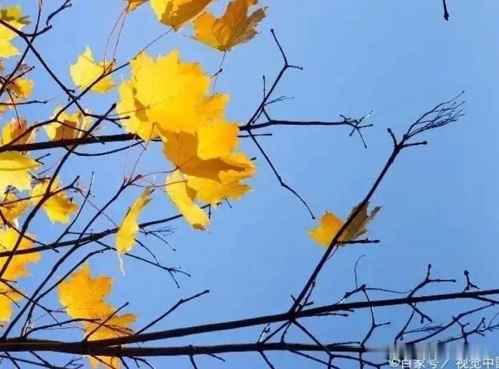 今天喜提头条全套创作勋章，解锁创作大满贯，心里满是欢喜。这一枚枚勋章，治愈了无数