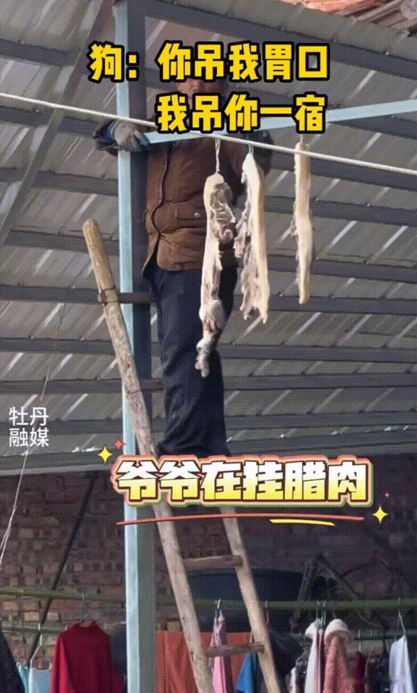 笑不活了！四川，大爷踩在梯子上正在挂腊肉，结果一不留神却得罪了狗狗。因为腊肉挂的