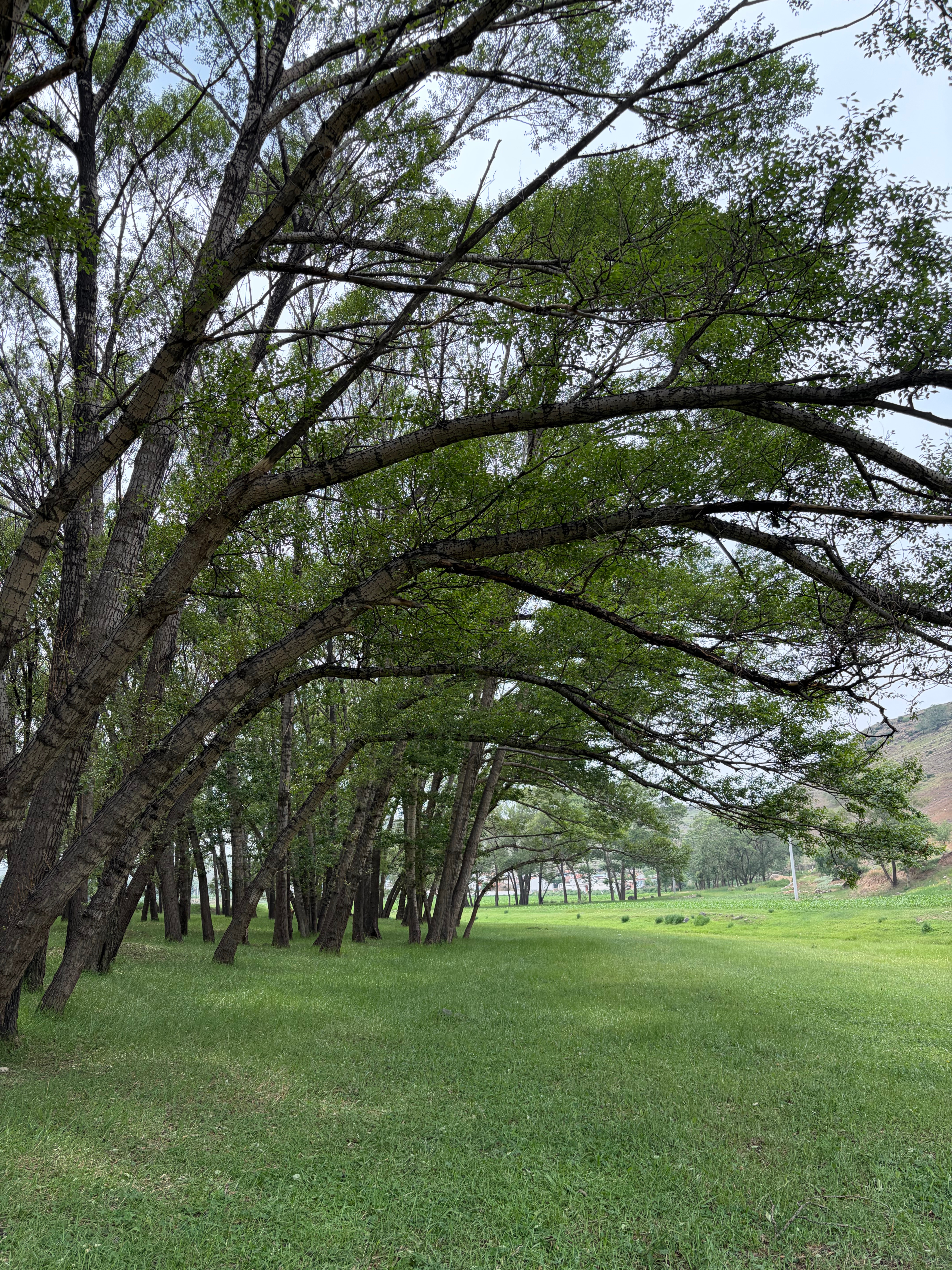 路过了一片幽静的河岸树林我的旅行日记 乌兰察布·阿拉善村