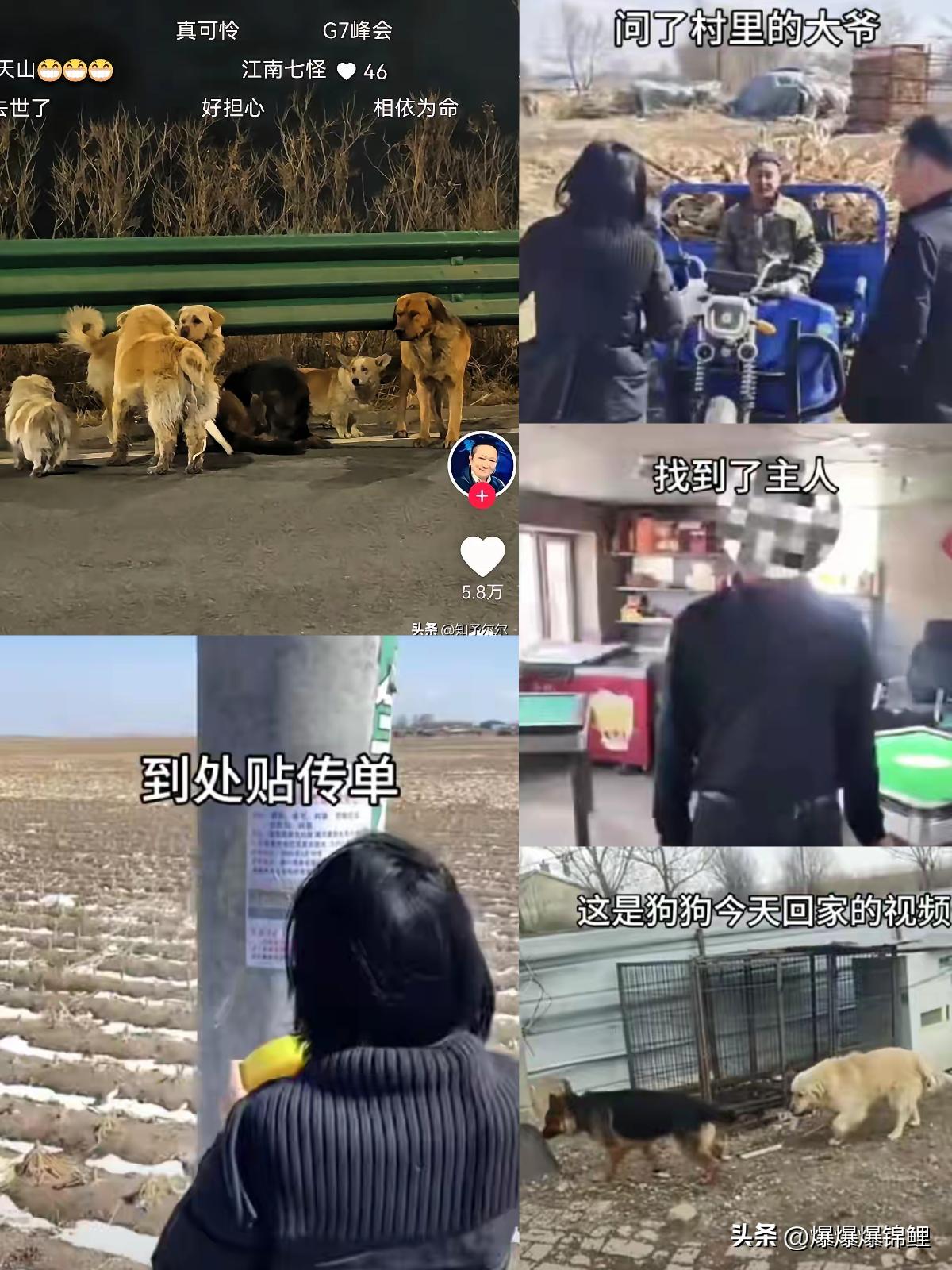 长春高速那一幕，真把我看哭了，也想狠狠扇那些偷狗贼一记响亮的耳光。

这七个“难