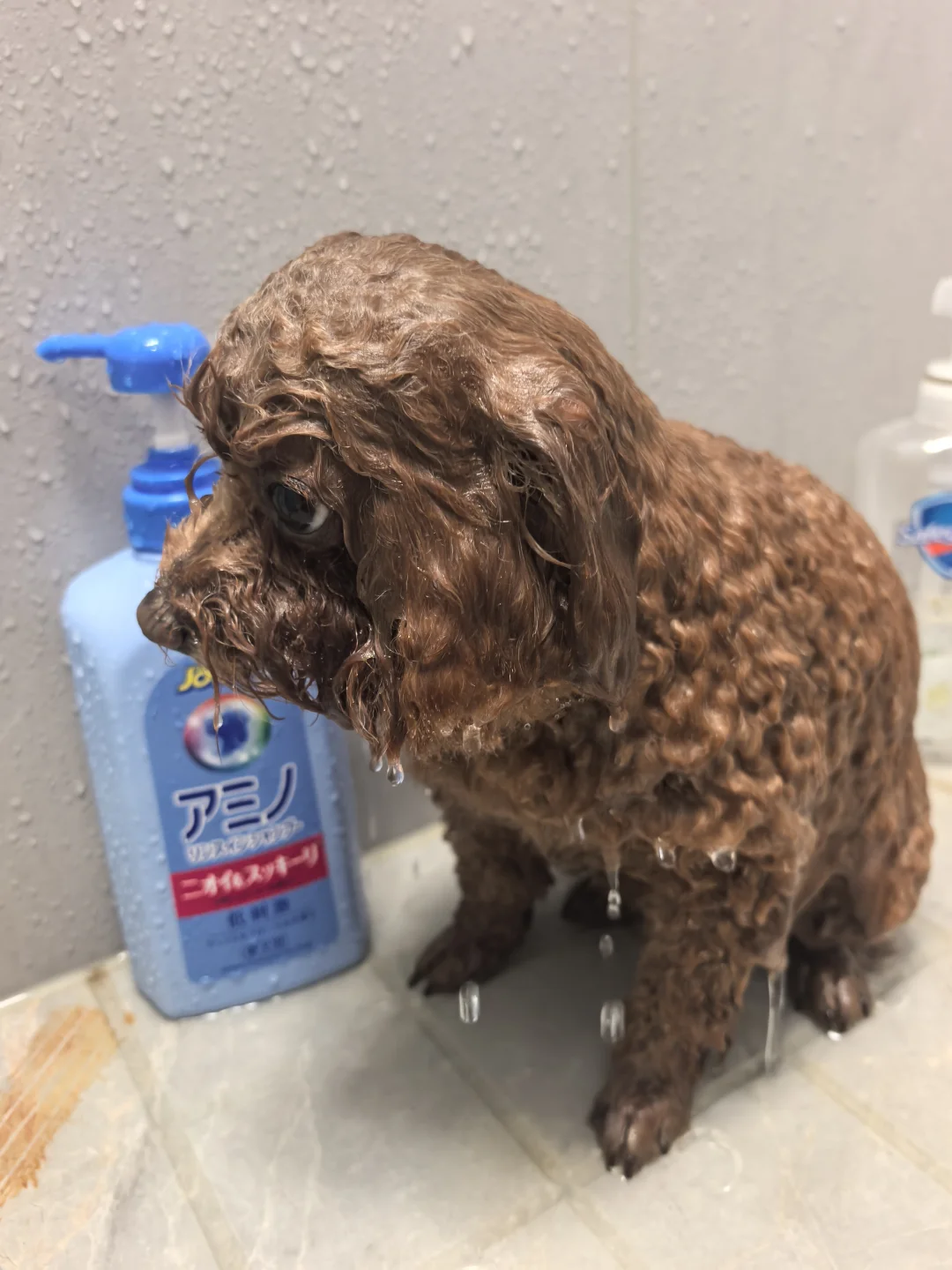 我的妞妞就一个瓶子高😂