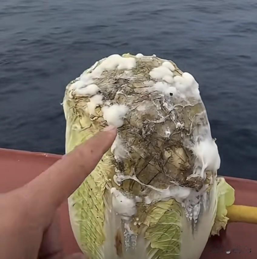 被困 60 多天‼️2万多名海员深陷霍尔木兹水雷阵🔥🔥
霍尔木兹海峡，一艘船