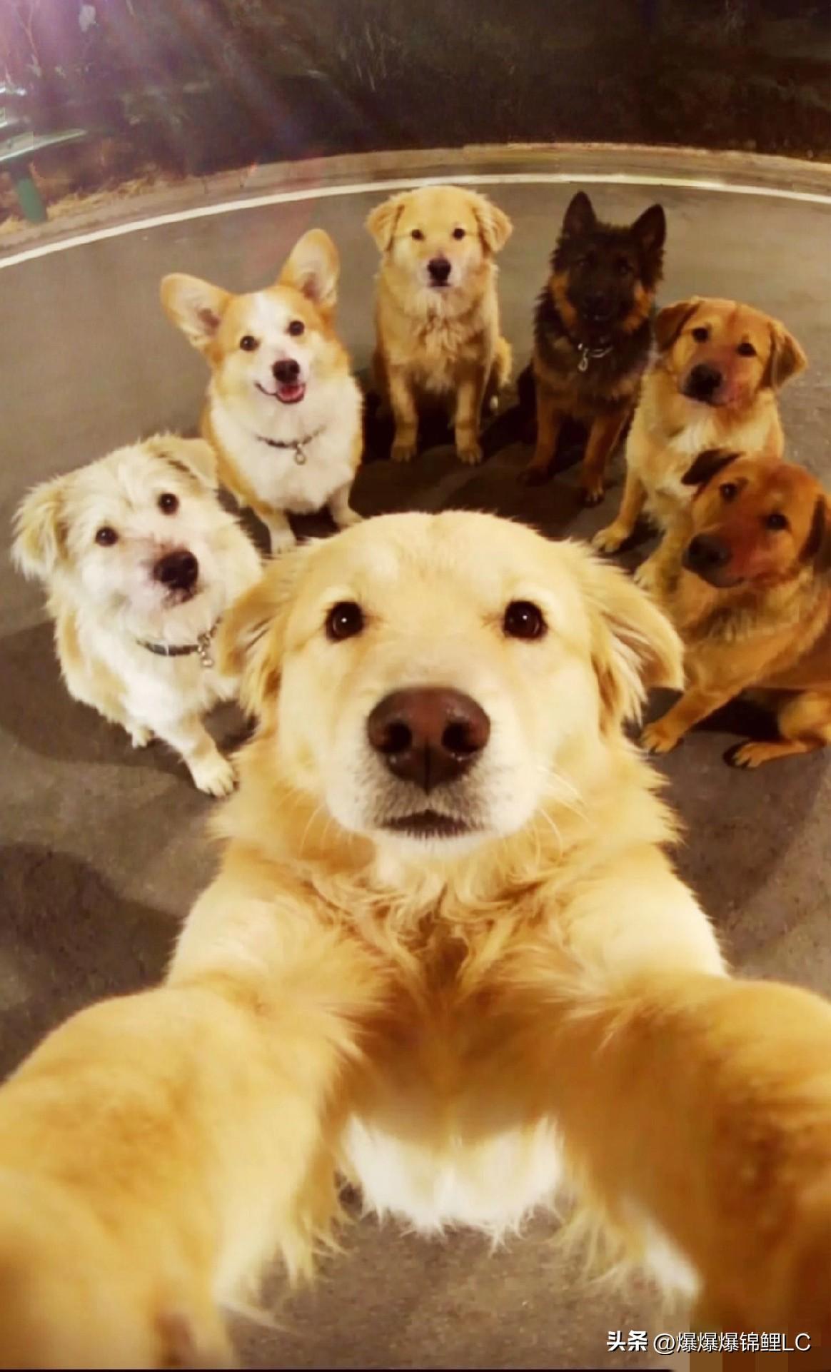 长春这事儿看得人心里五味杂陈。

七只平时一块玩的狗被偷狗贼掳走，半道从高速上摔