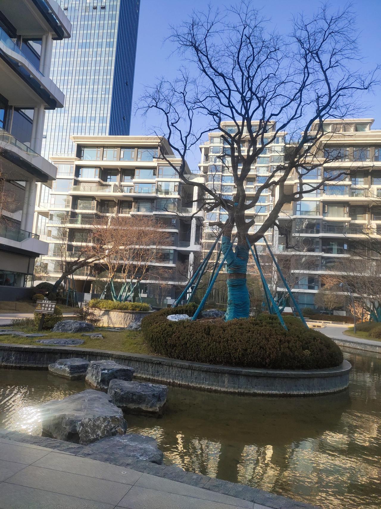 冬日午后，小区庭院，阳光明媚，树影婆娑，水波荡漾。🌲😀