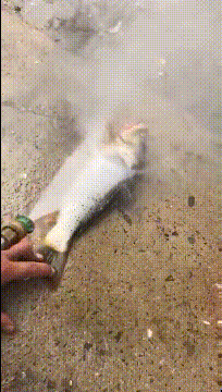 鱼 : 做梦也没有想到  我竟然死于水 