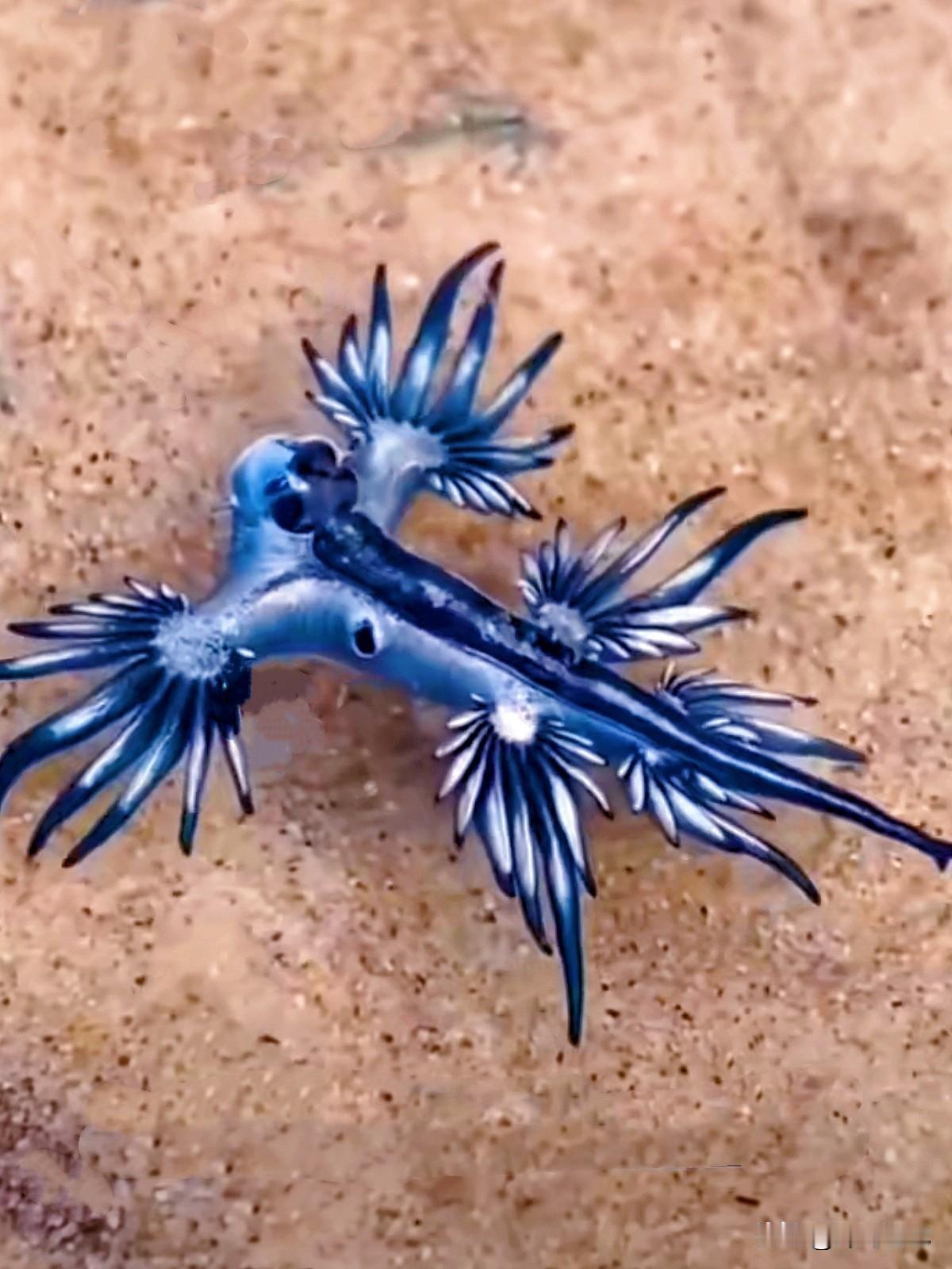 别看它美得像艺术品，这家伙可能是海里最危险的生物之一。蓝龙，这种只有手指大小的生