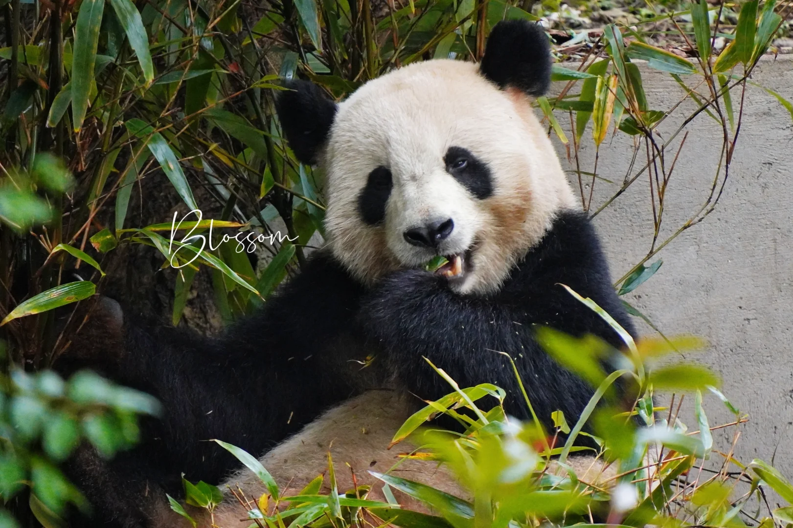 241106 小平头双胞胎弟弟梦圆