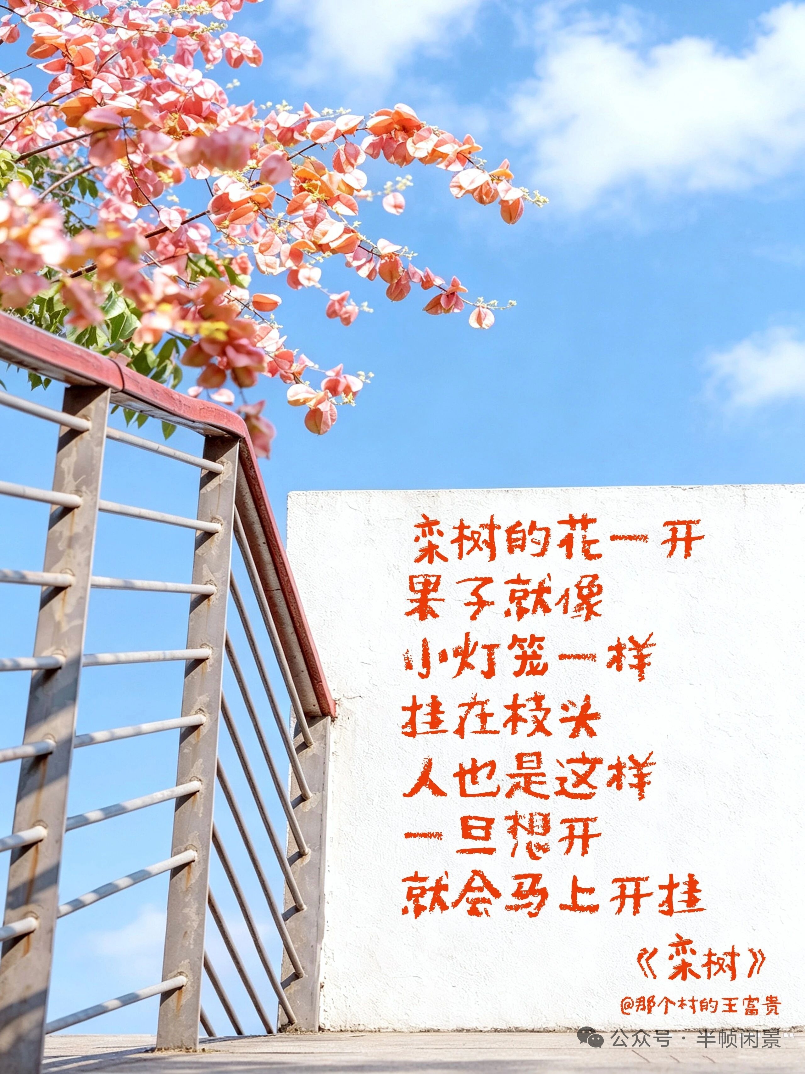 栾树的生活哲学大笨鱼的碎碎念[超话]栾树的花一开果子就像小灯笼一样挂在枝头人也是