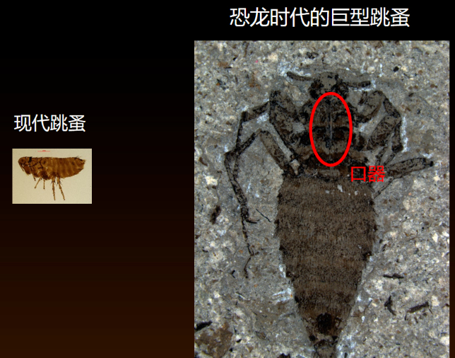 【人类祖先每天回家，都要被吸血？】现在我们能见到的跳蚤都非常小，只有1-3毫米大