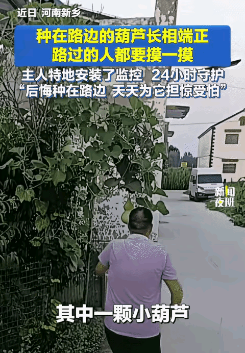 笑岔气了！河南新乡，男子种在葫芦长相端正，路过的人都忍不住摸一摸，为避免小葫芦被