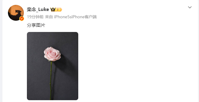栾念晒粉玫瑰栾念秀恩爱 栾念秀恩爱，栾念晒粉玫瑰，咱就说好难猜这个玫瑰是谁送的啊
