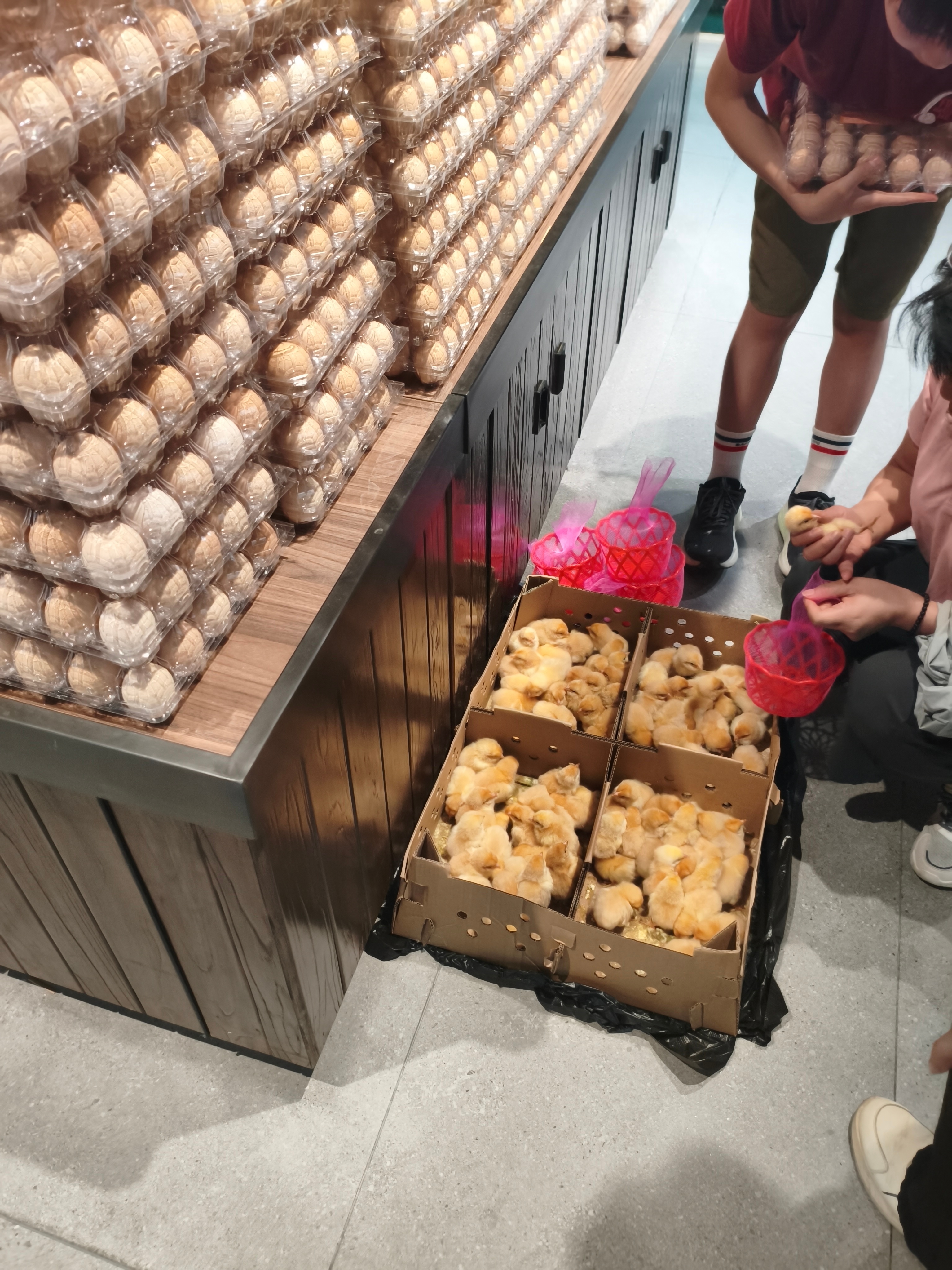 超市里买鸡蛋送鸡仔，我也想领一个，可是领回来放哪啊？它晚上还会一直叫个不停 