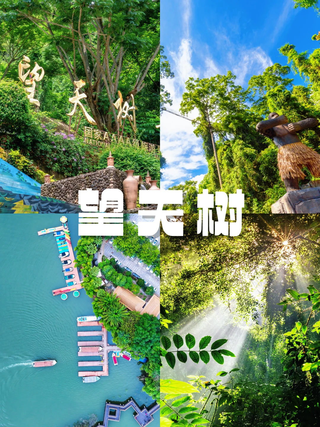 西双版纳望天树｜让我看看👀谁还没去过这里