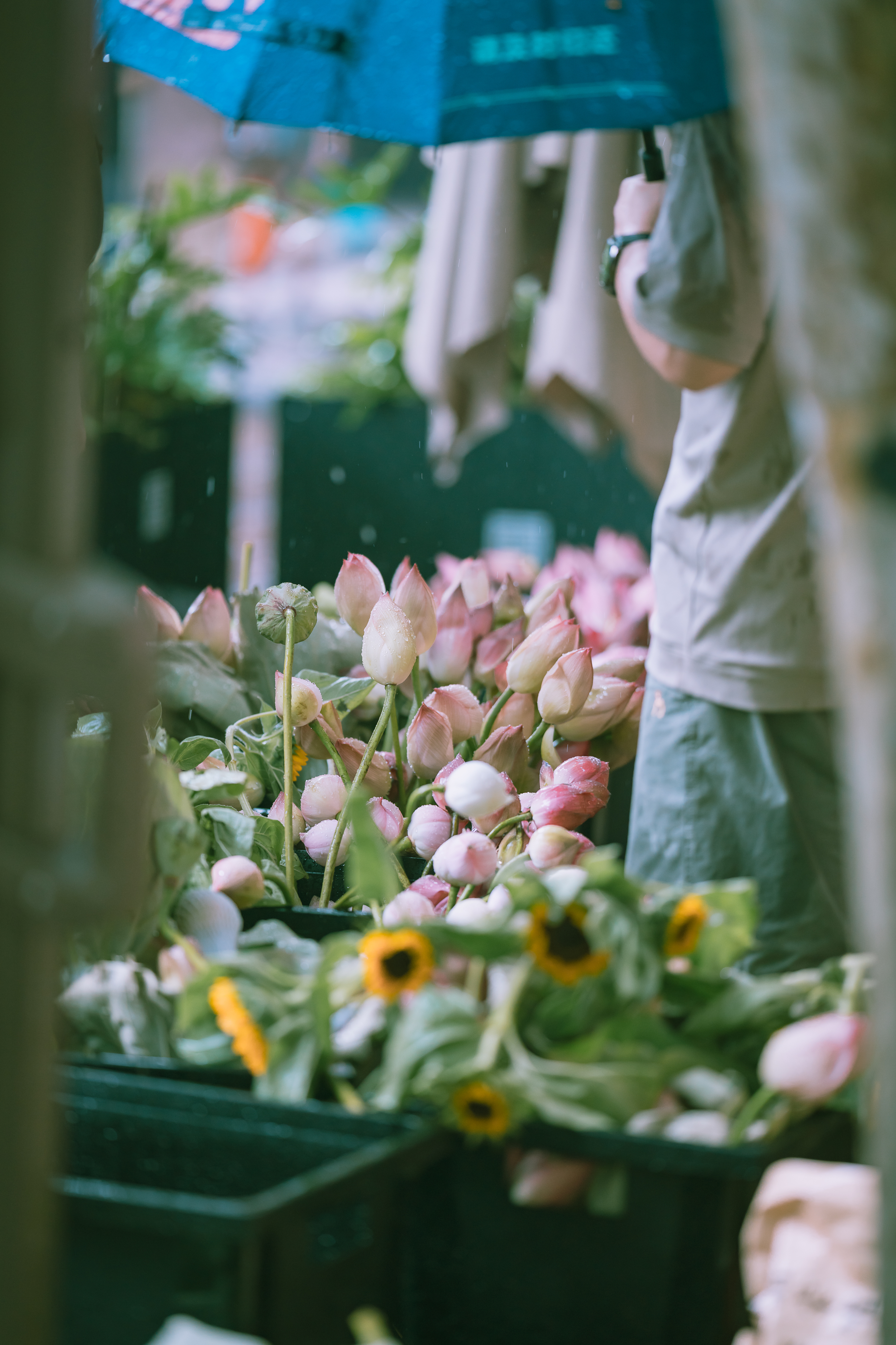 “摘取芙蓉花，莫摘芙蓉叶。” 