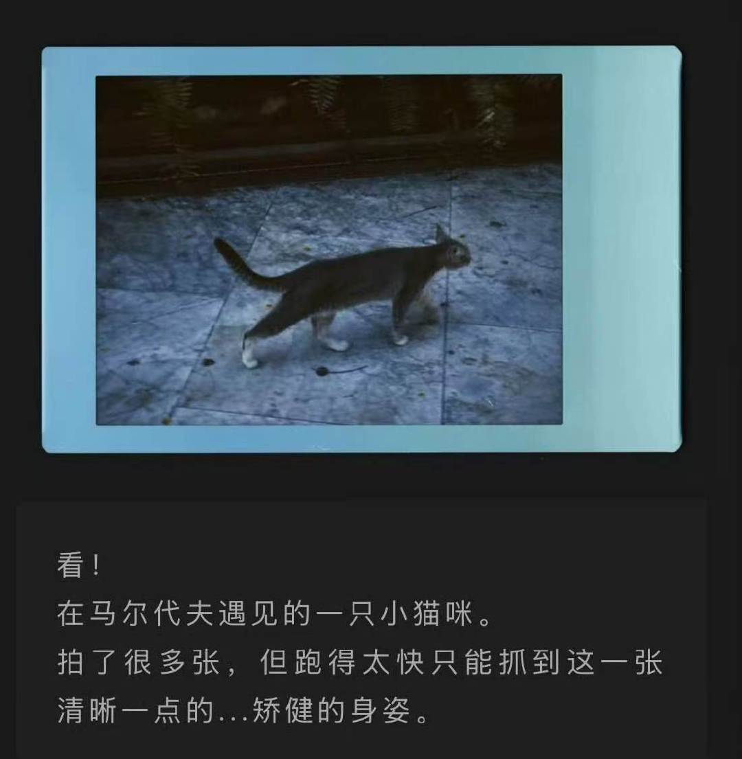 宋亚轩在马尔代夫遇见的小猫宋亚轩小宋日记 宋亚轩小宋日记来啦 