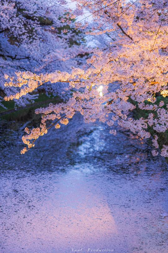 🌸邂逅一场夜樱盛宴｜坠入蓝调梦境