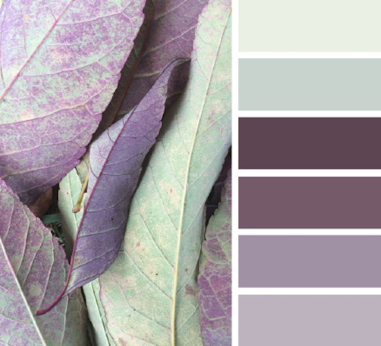 向大自然学习配色