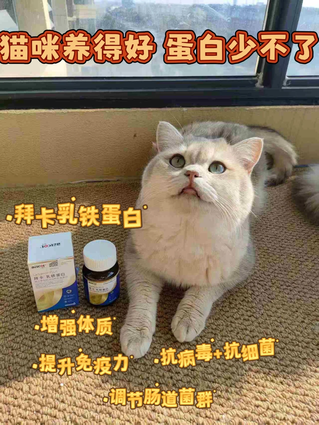 养猫必备好物