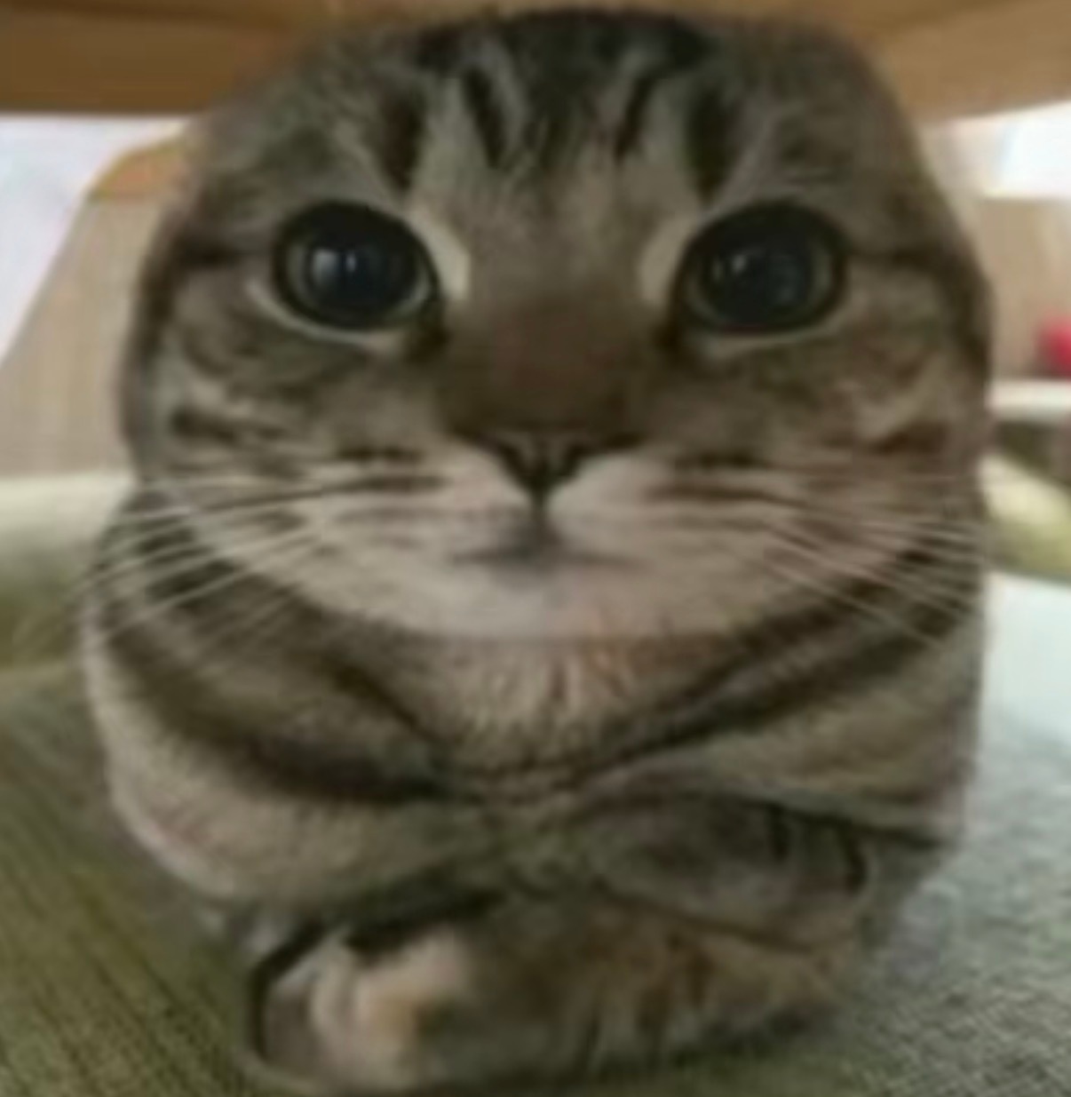本人长这样 