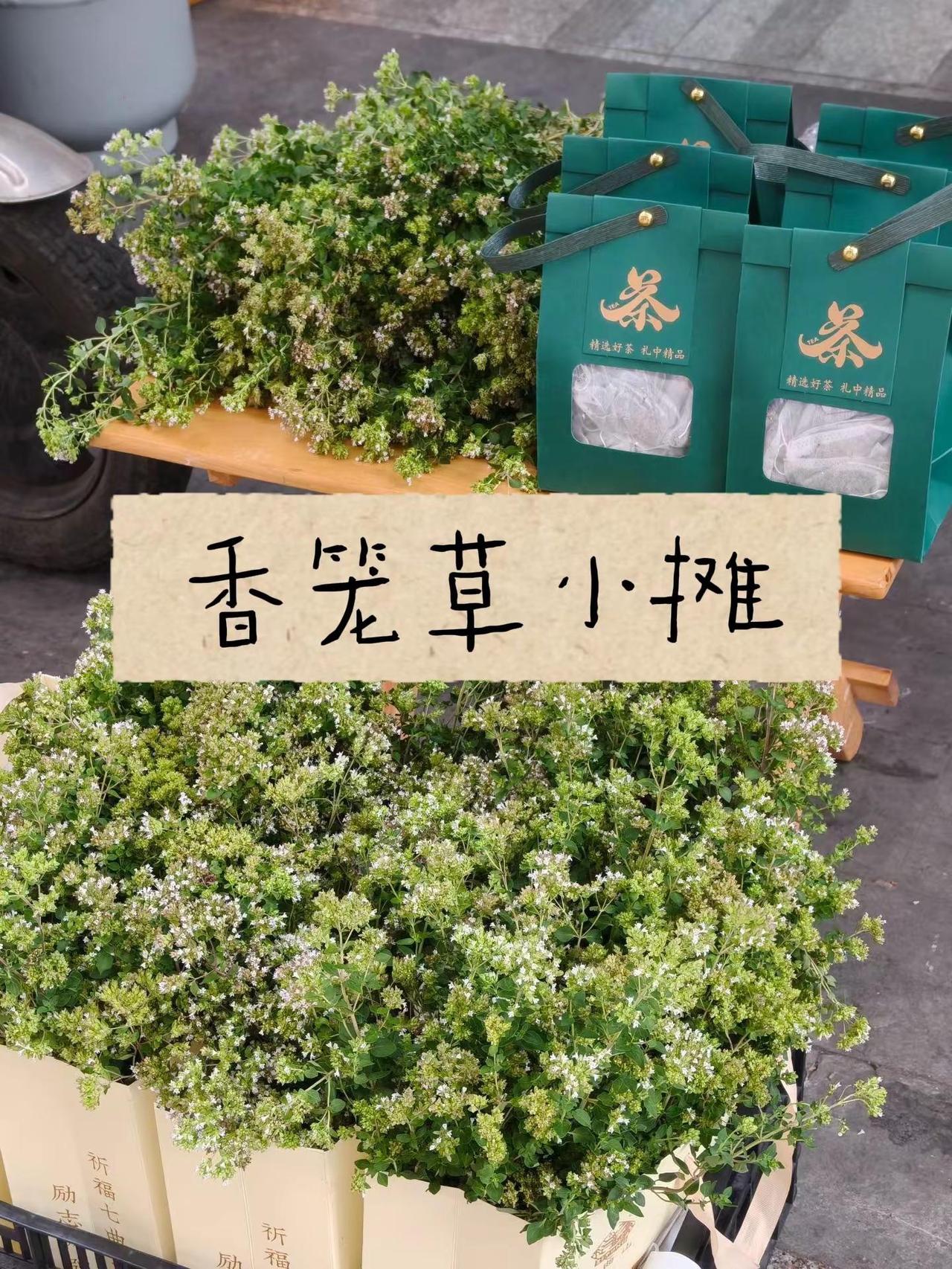 有爱的香笼草小摊（野生香笼草）！四川