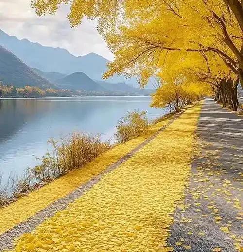 城市郊外，满地的落叶，踩上去沙沙的声响，像是时光碾碎的声音。我蹲下身，拾起一片梧