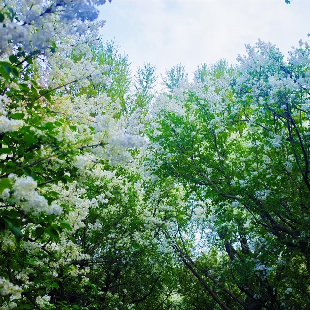 赏花观景：
满树繁花白似银，
蜂飞蝶舞香满径。
白色银花洁无瑕，
蓝天绿树交相映