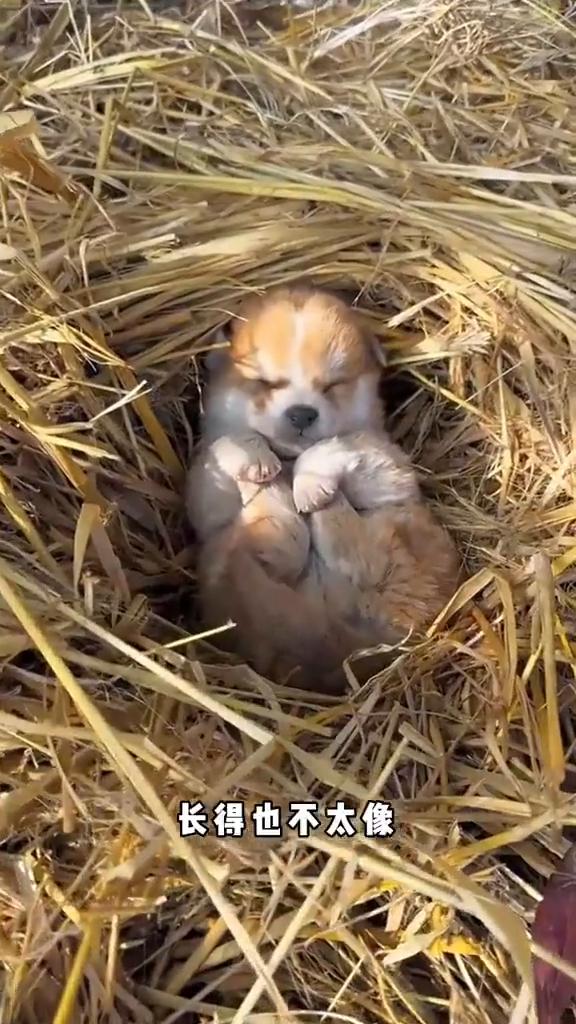 小狗挺聪明。
前一段时间给网上买的大金毛到货了，你看这小玩意肤色是对上了，长得也