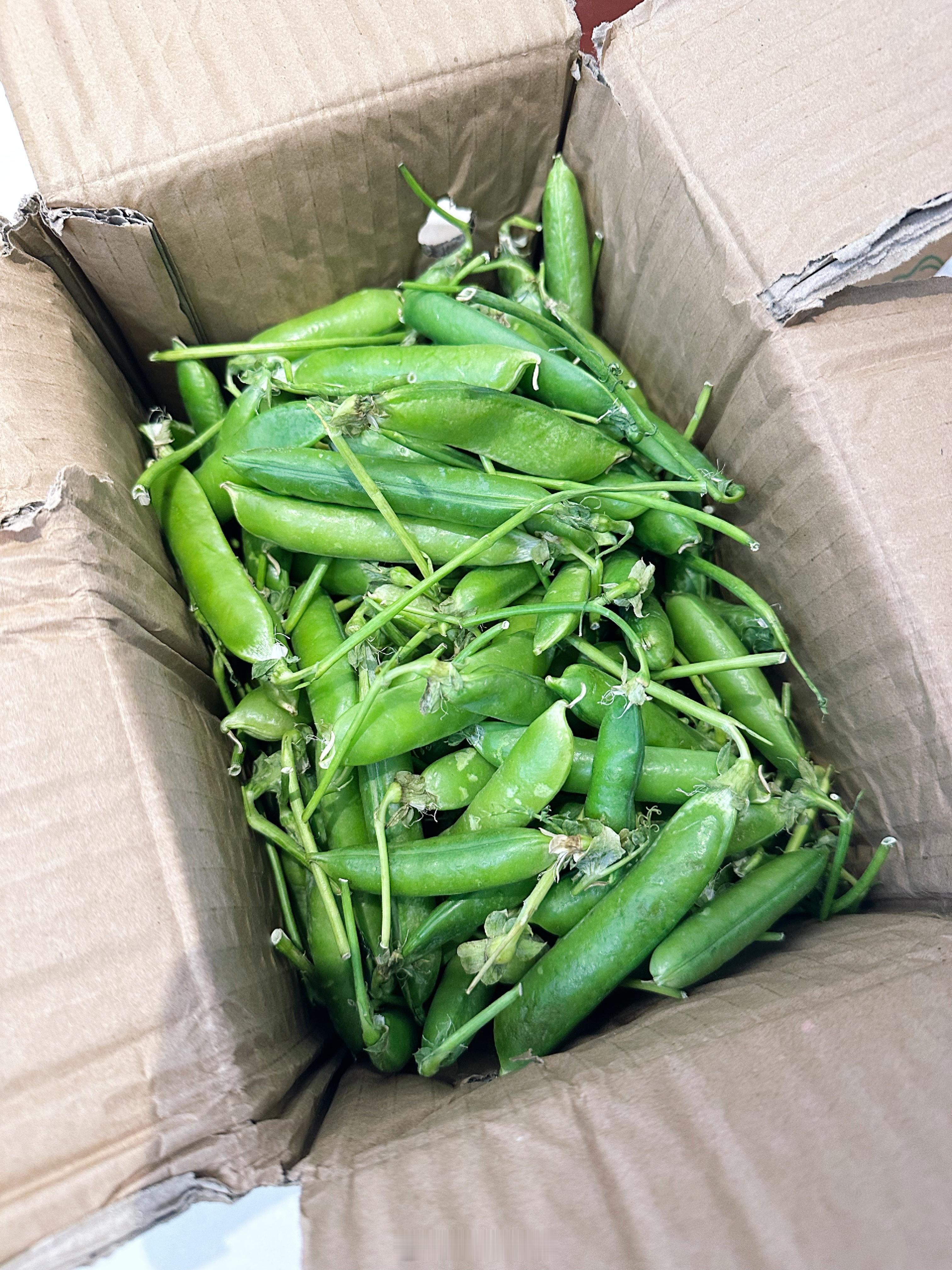 剥豆子，剥出来这么多，太嫩了。剥开青豌豆翠绿的外衣，漏出圆嘟嘟可爱的小胖子，每一