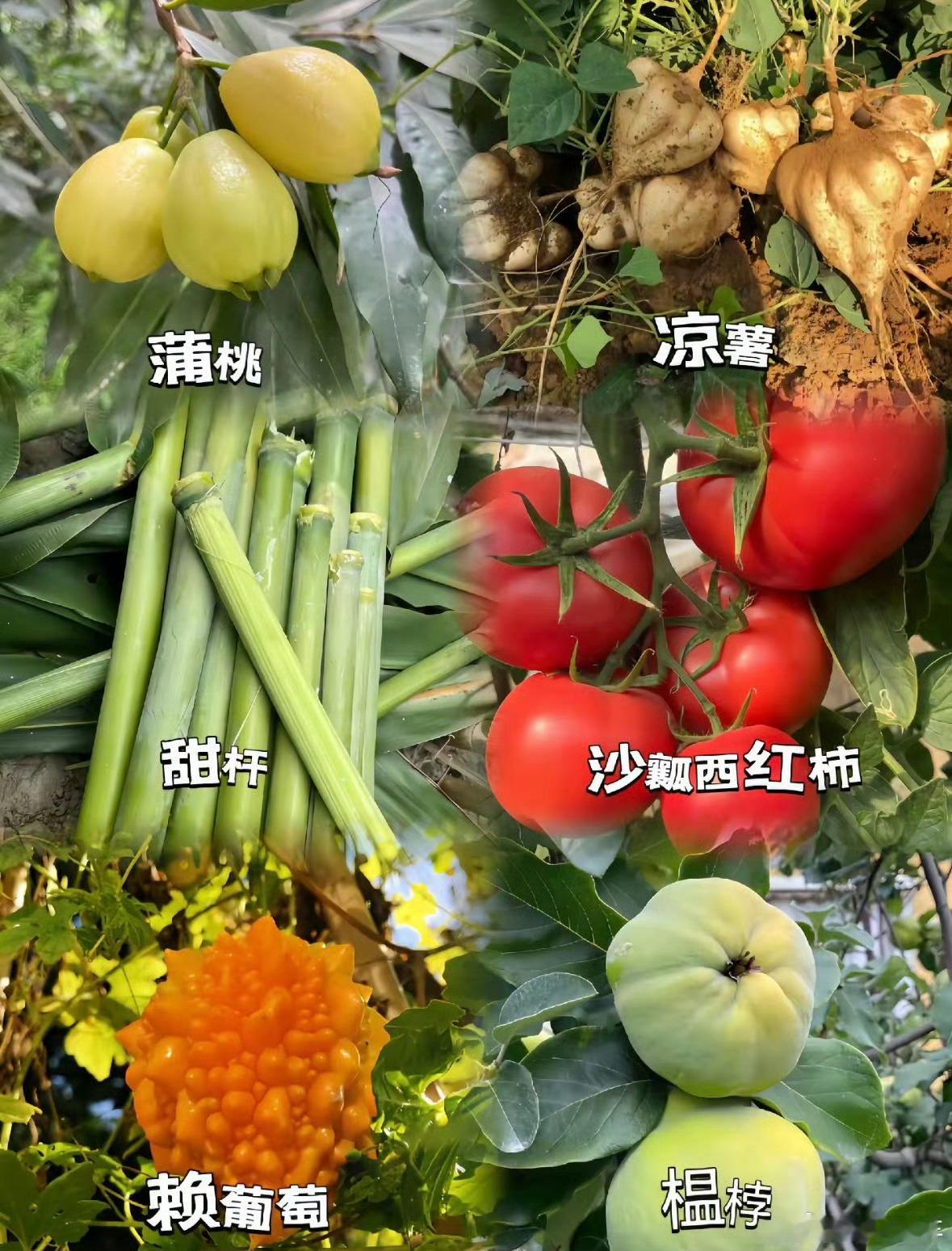 天空菌被时代淘汰的水果 嗯？！？！这里面除了西红柿，其他的我都没吃过……不过沙瓤