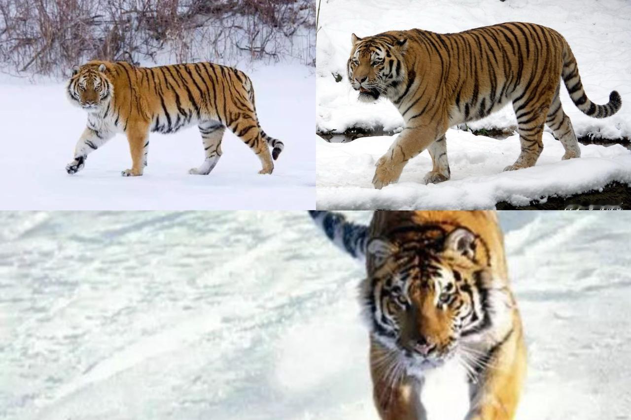 暴雪天躺平睡觉！东北虎这抗寒本事直接封神

谁能想到？零下几十度的暴雪天，东北虎