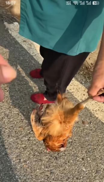湖北襄阳，一男子称自己开车，在枣阳熊集回板桥途中, 黄龙镇附近压了一只鸡，倒车回